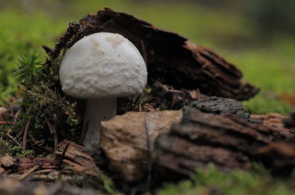 weißer Knollenblätterpilz