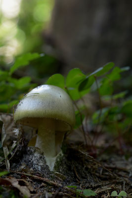 grüner Knollenblätterpilz