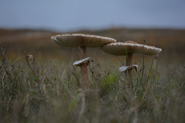 Parasol