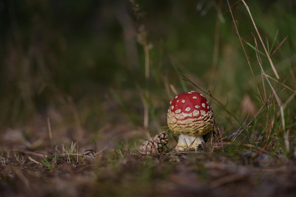 Fliegenpilz