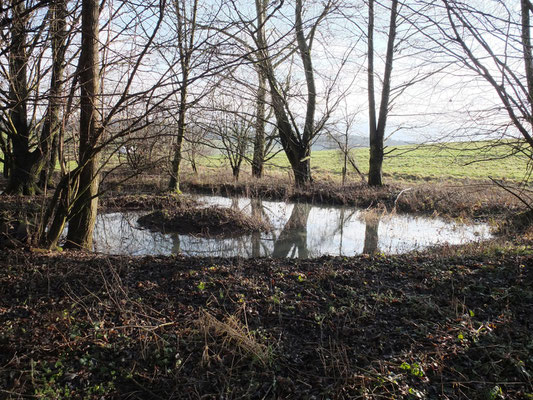 erweiterter Flachwasserzone in der Marbach Lauter