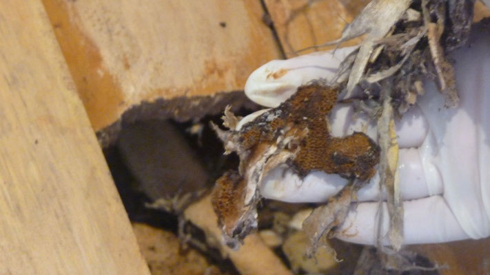 Les ravages de la mérule dans notre habitation