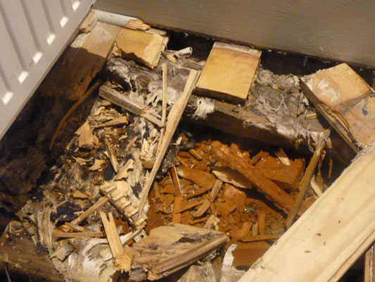 Les ravages de la mérule dans notre habitation