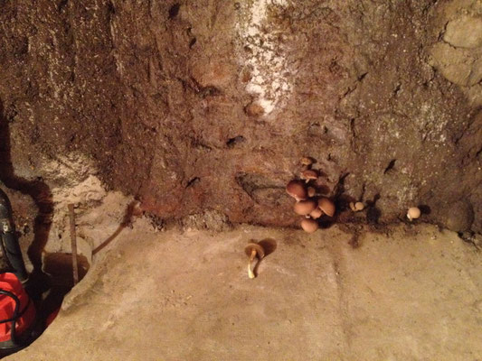 Les ravages de la mérule dans notre habitation