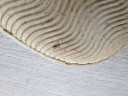 Spores de la mérule