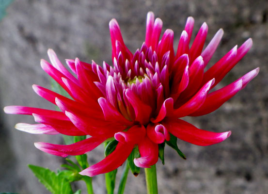 011 Jeune rouge