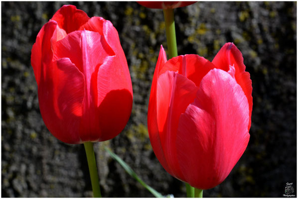 009 Duo rouge