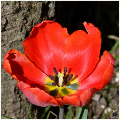 001 Rouge vif