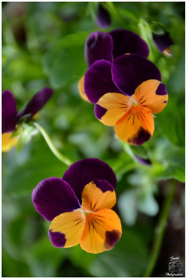 004 Duo Orange violet