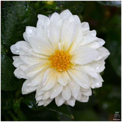 010 Blanc Mouillé