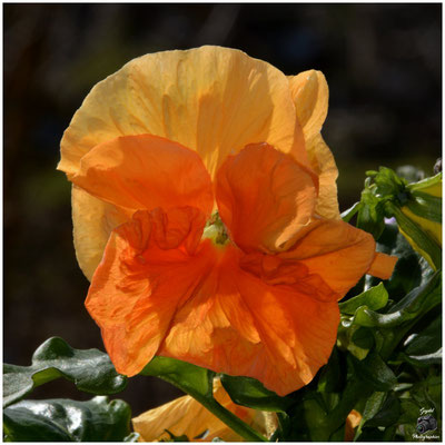 009 Orange