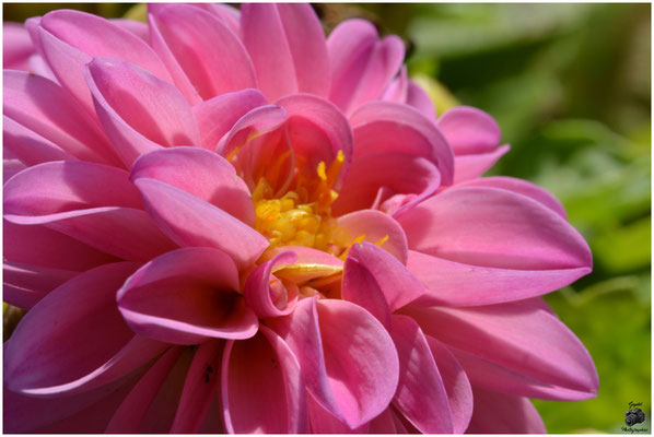 018 Rose vif