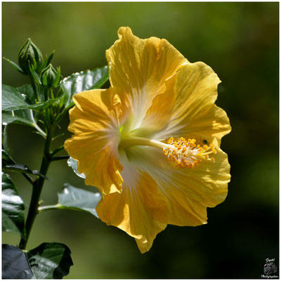 004 Jaune coeur blanc