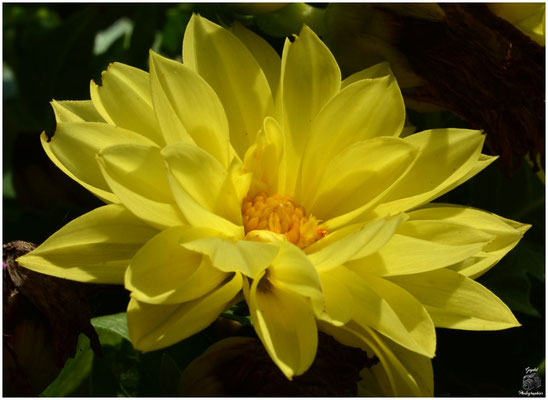 019 Jaune