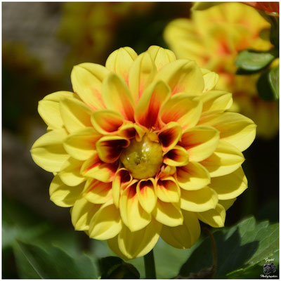 005 Pompon Jaune