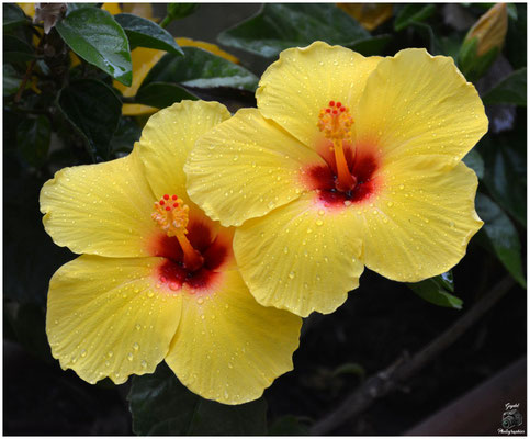 005 Duo jaune coeur rouge 