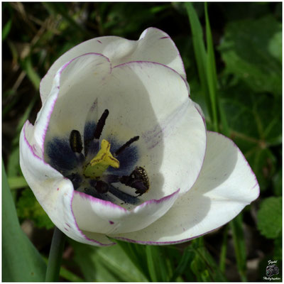 007 Blanche et liseré violet