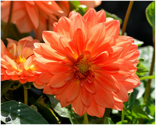 007 Pompon Orange