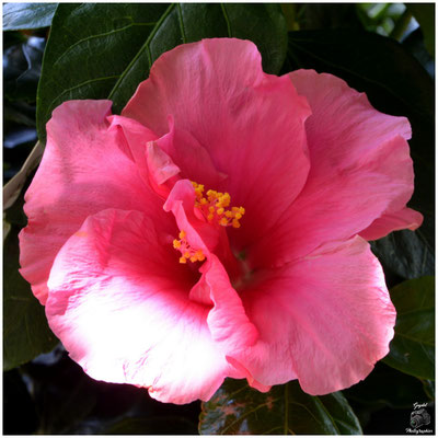 009 Rose double