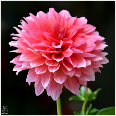 003 Pompon Rose