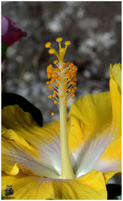 010 Pistil de jaune coeur blanc