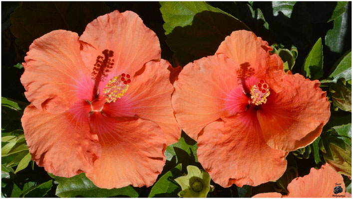 002 Duo orangé