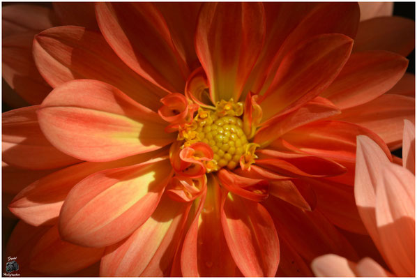 004 Coeur Orange