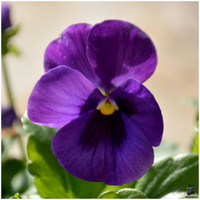 011 Violette