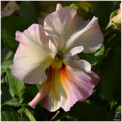 012 Rose pâle