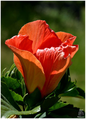 001 Jeune rouge
