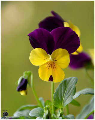 002 Jaune Violet