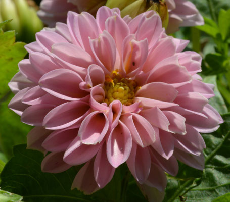 015 Rose pâle