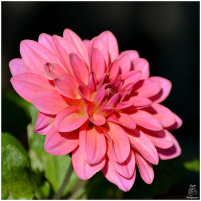 012 Rose