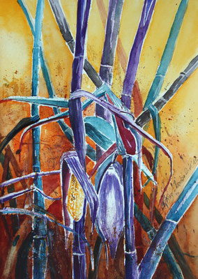 vertrockneter Mais Aquarell 2015 30 x 40 cm