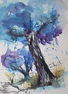Olivenbäume Aquarell 2014 24 x 32 cm