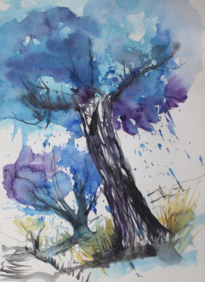 Olivenbäume Aquarell 2014 24 x 32 cm