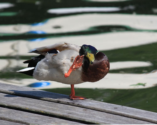 Ente-1