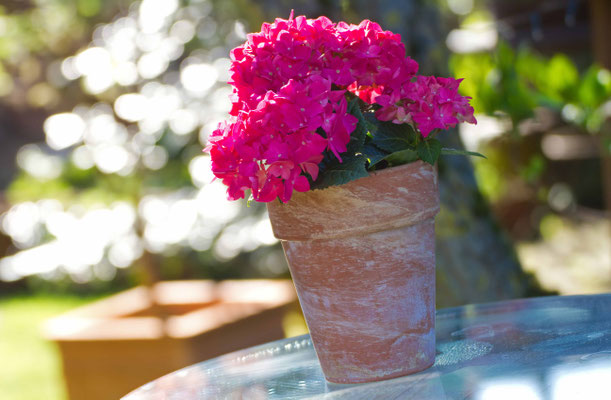 Hortensie im Blumentopf
