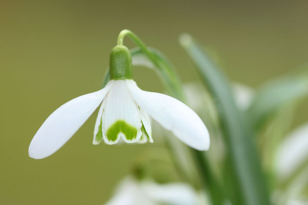 Schneeglöckchen