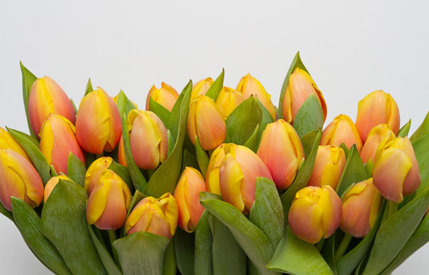 Tulpenstrauß-3
