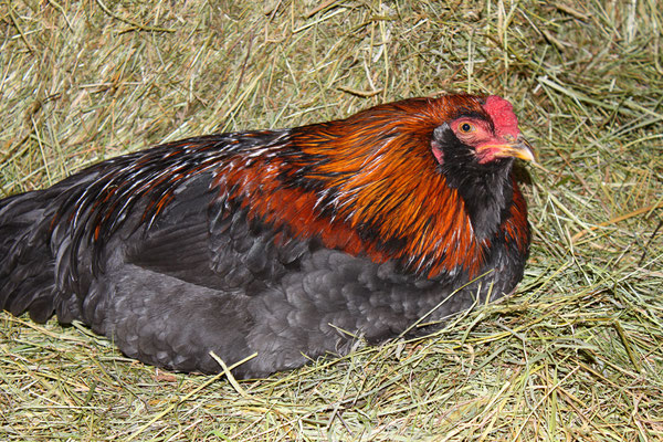 Huhn