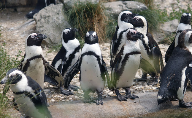 Arnhem, Burgers' Zoo-2