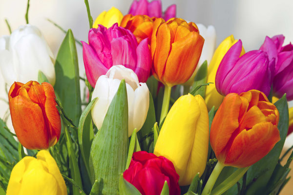 Tulpenstrauß-1