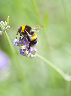 Hummel