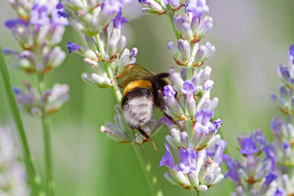 Lavendel-2