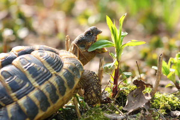 Griechische Landschildkröte