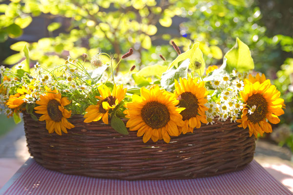Sonnenblumen im Korb