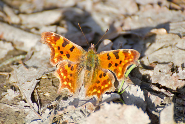 Polygonia C-album
