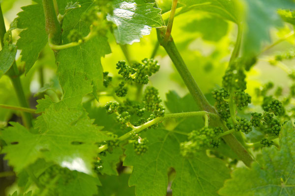 Weinberge in der Dordogne-2