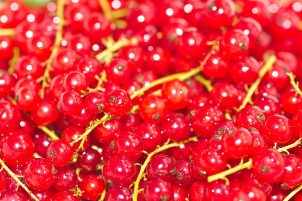 Johannisbeeren-2